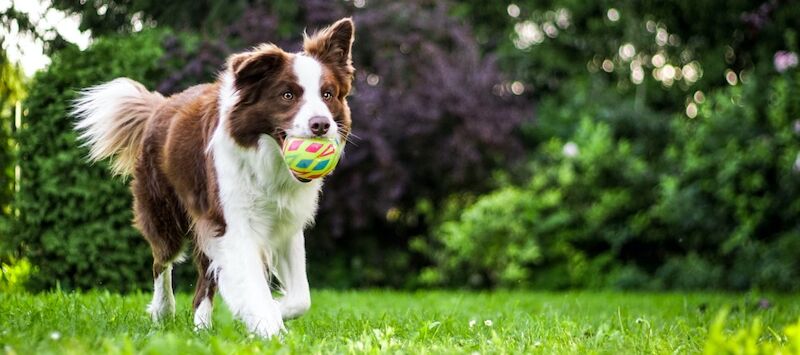 Border Collie Breed Information