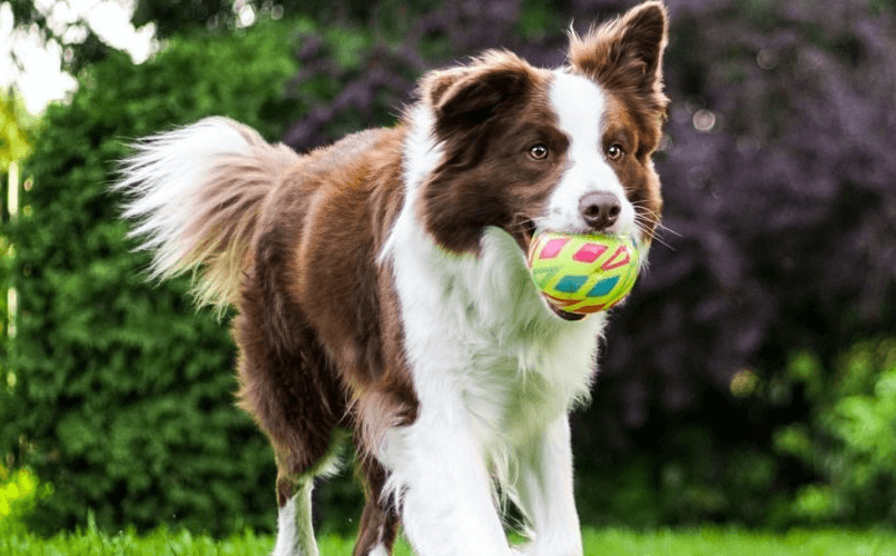 Border Collie Weight Chart KG By Age & Puppy Growth Calculator