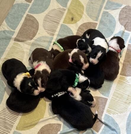 10 Beautiful Border Collie Puppies for sale in Eckington, Derbyshire