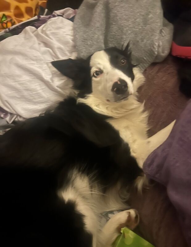 10min old bc bitch for sale in South Lanarkshire