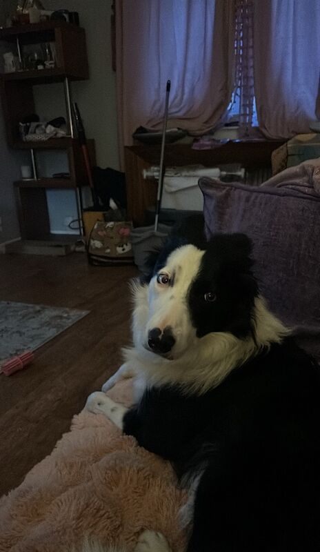 Border Collie for adoption in South Lanarkshire – 2 years old - Image 2 of 3