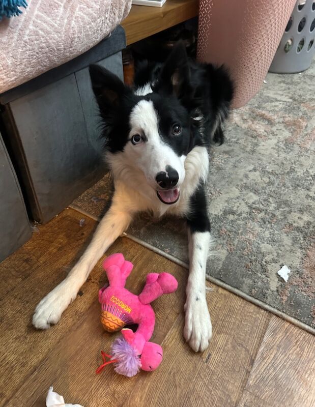 Border Collie for adoption in South Lanarkshire – 2 years old - Image 3 of 3