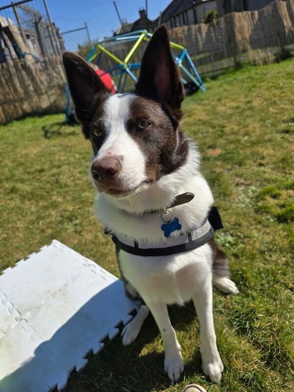 11 month old border collie for sale in Falkirk, Stirling and Falkirk