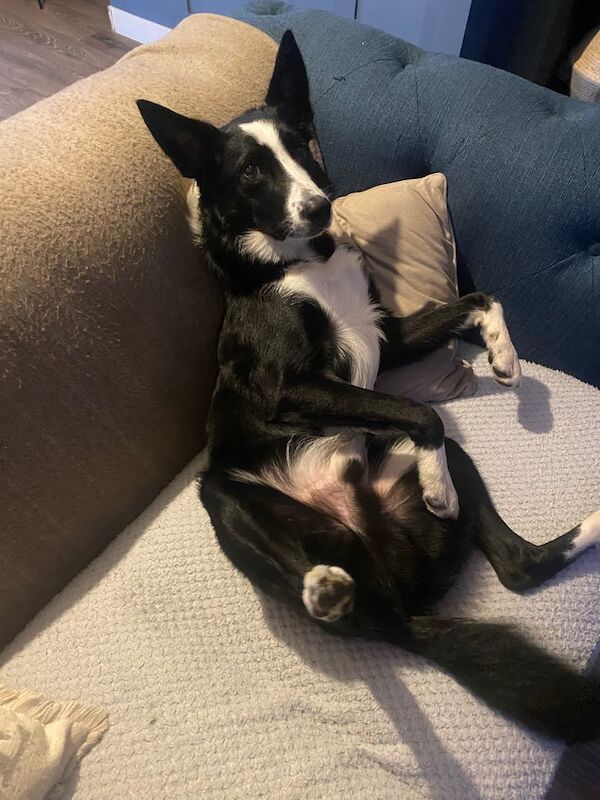 Border Collie puppies for sale in Leeds, West Yorkshire – 11 months old - Image 3 of 4