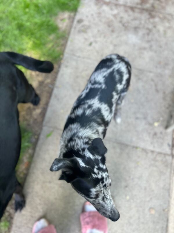 11 month old collie for sale in Oxfordshire