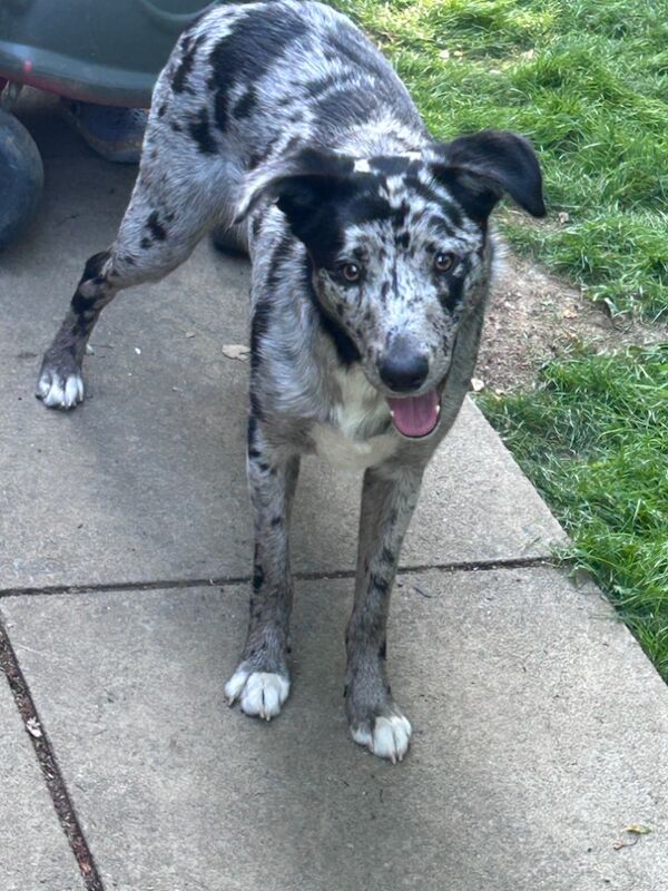 11 month old collie for sale in Oxfordshire | Image 2