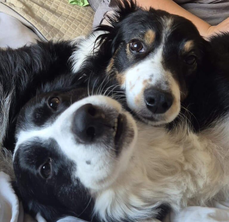 Border Collie puppies for sale in Kingston upon Hull, East Riding of Yorkshire – 2 weeks old