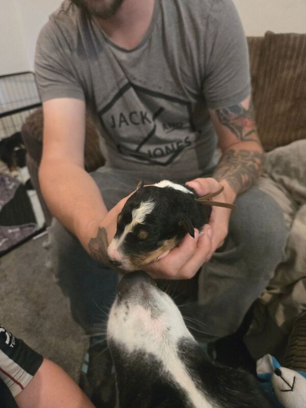 Border Collie puppies for sale in Kingston upon Hull, East Riding of Yorkshire – 2 weeks old - Image 2 of 3