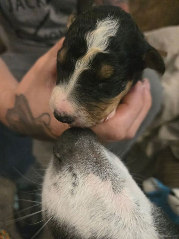 Border Collie puppies for sale in Kingston upon Hull, East Riding of Yorkshire – 2 weeks old - Image 3 of 3