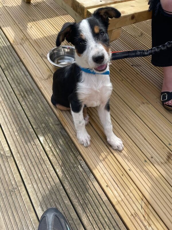 Border Collie puppies for sale in Plympton, Devon – 11 weeks old