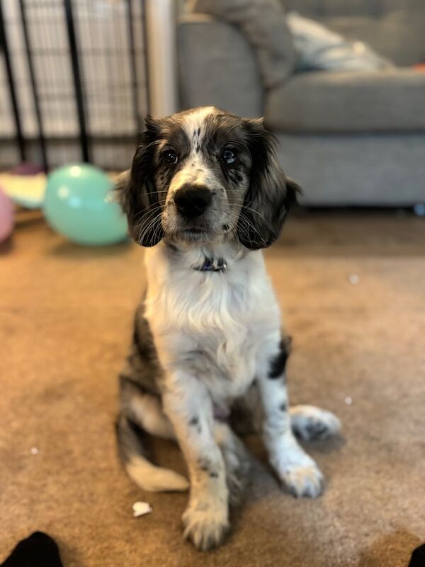 Border Collie puppies for sale in Exeter, Devon – 11 weeks old