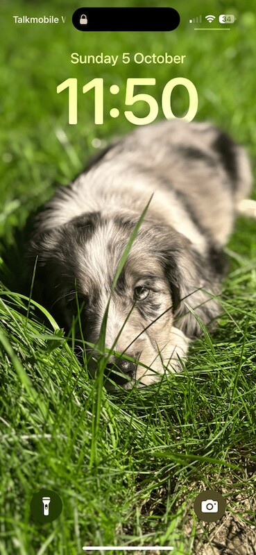Border Collie puppies for sale in Exeter, Devon – 11 weeks old - Image 2 of 4