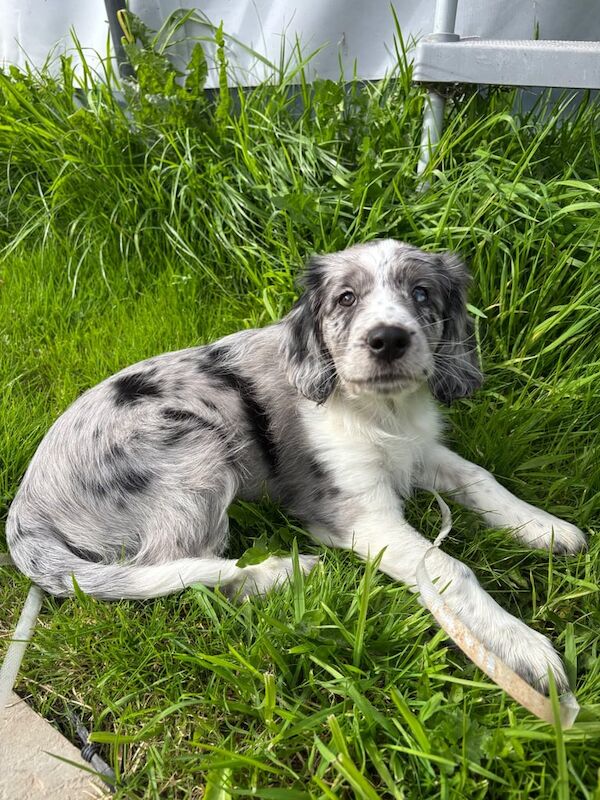 Border Collie puppies for sale in Exeter, Devon – 11 weeks old - Image 3 of 4