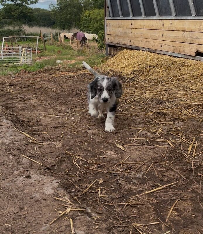 Border Collie puppies for sale in Exeter, Devon – 11 weeks old - Image 4 of 4