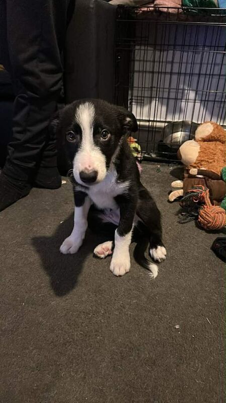 Border Collie puppies for sale in Prestonpans, East Lothian – 3 months old - Image 4 of 5