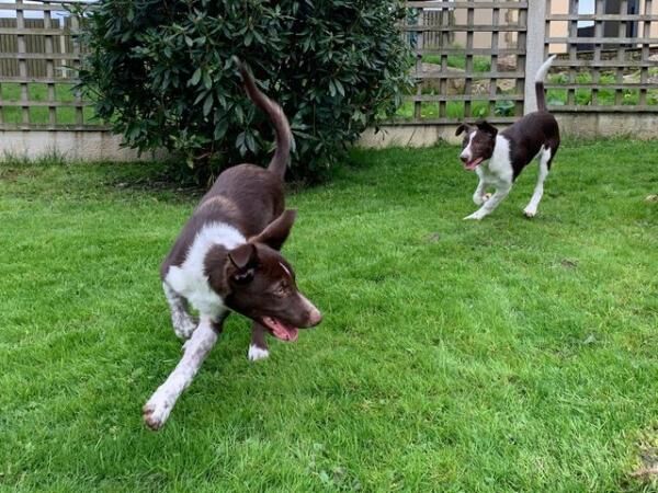 12 weeks old red and white border collie pups for sale in Burnley, Lancashire