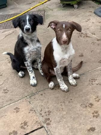 12 weeks old red and white border collie pups for sale in Burnley, Lancashire - Image 2