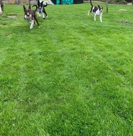 12 weeks old red and white border collie pups for sale in Burnley, Lancashire - Image 4