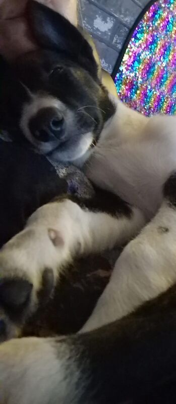 Border Collie puppies for sale in City of Glasgow – 3 months old