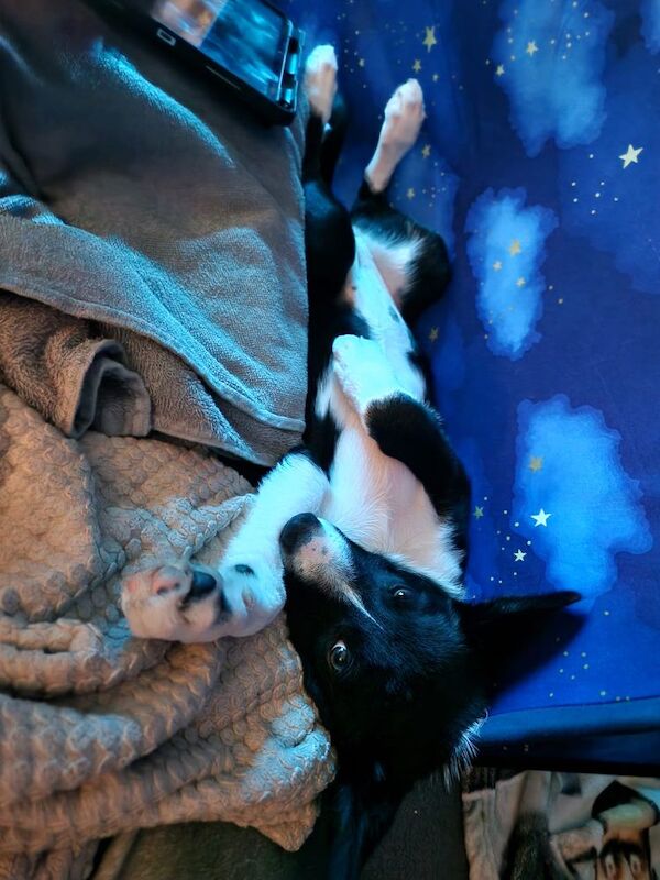 Border Collie puppies for sale in City of Glasgow – 3 months old - Image 2 of 3