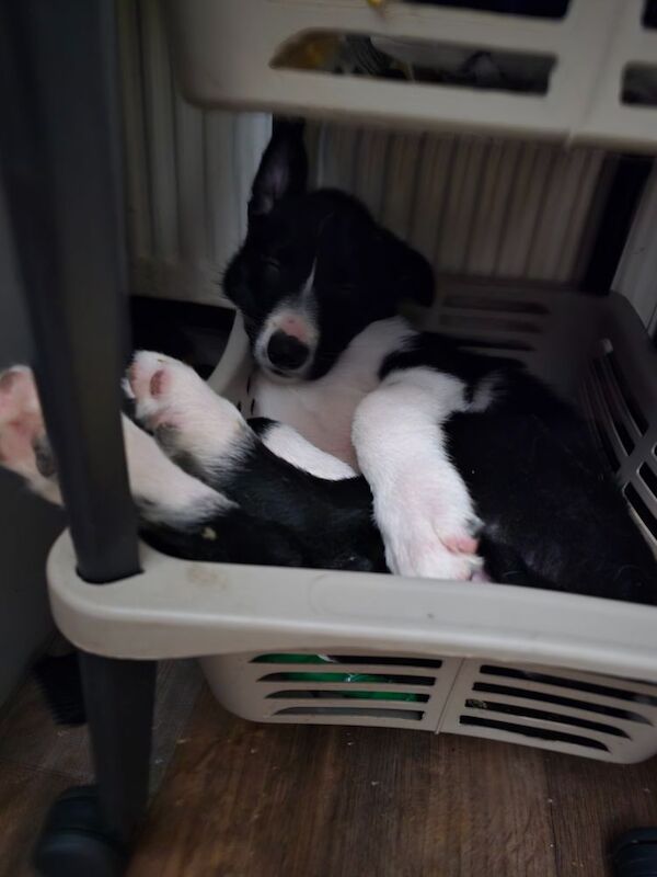 Border Collie puppies for sale in City of Glasgow – 3 months old - Image 3 of 3