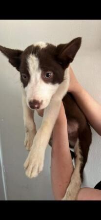 13 week old border collie pups for sale in Loughborough, Leicestershire - Image 4