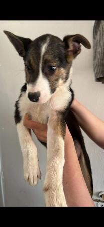 13 week old border collie pups for sale in Loughborough, Leicestershire - Image 5