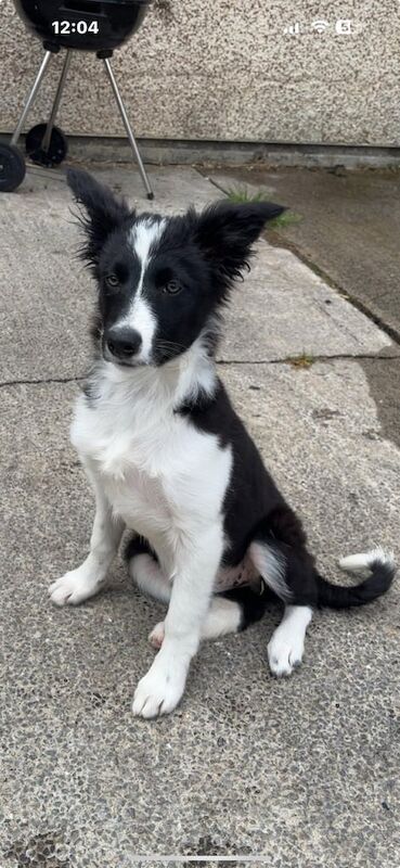 Border Collie puppies for sale in Tredegar, Gwent – 3 months old