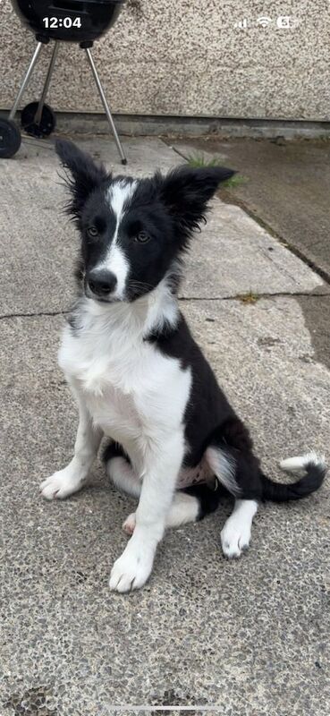 Border Collie puppies for sale in Tredegar, Gwent – 4 months old