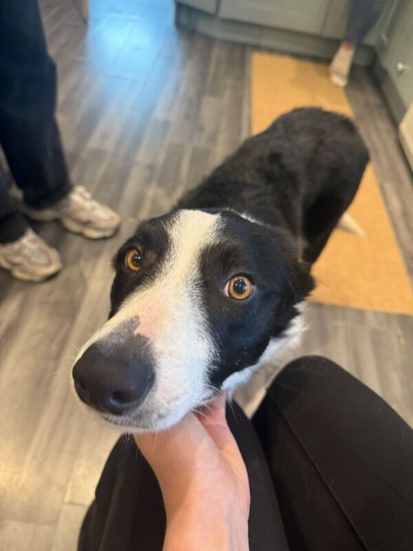 1.5 Year Old Border Collie - Image 2 of 3