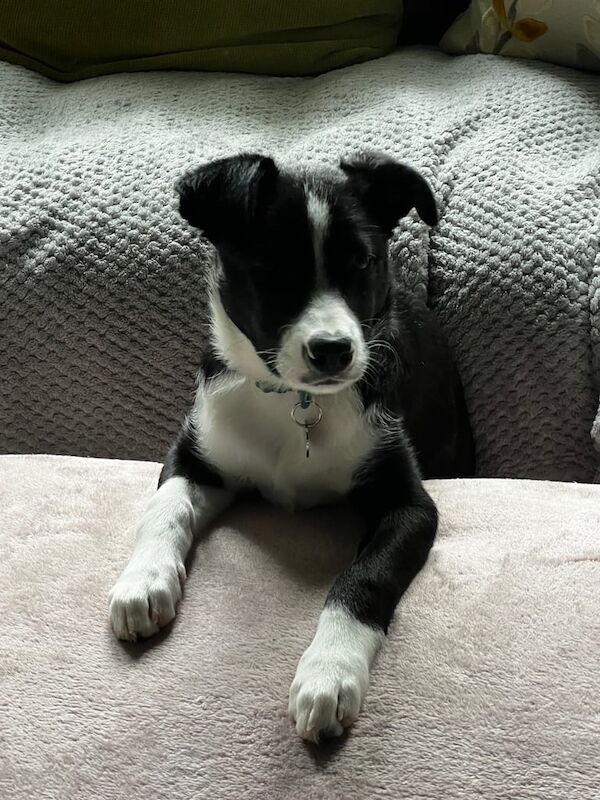 Border Collie puppies for sale in Ardrossan, Ayrshire and Arran – 3 months old - Image 2 of 6