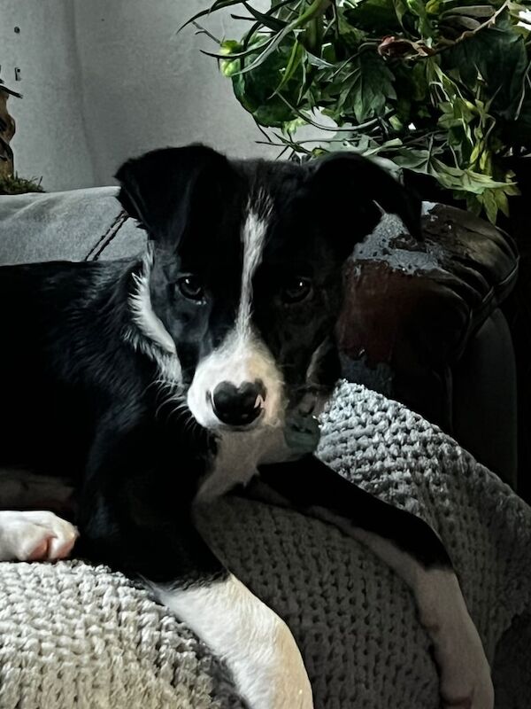 Border Collie puppies for sale in Ardrossan, Ayrshire and Arran – 3 months old - Image 3 of 6