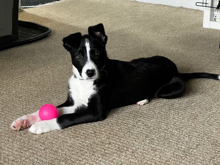 Border Collie puppies for sale in Ardrossan, Ayrshire and Arran – 3 months old - Image 4 of 6