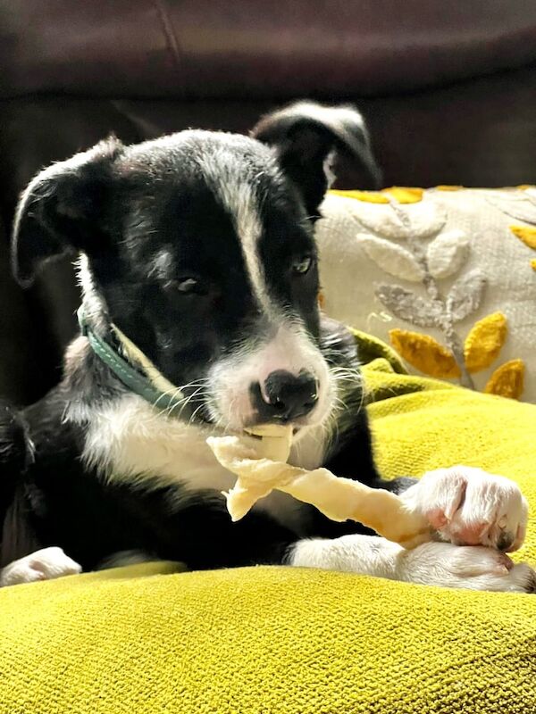 Border Collie puppies for sale in Ardrossan, Ayrshire and Arran – 3 months old - Image 5 of 6