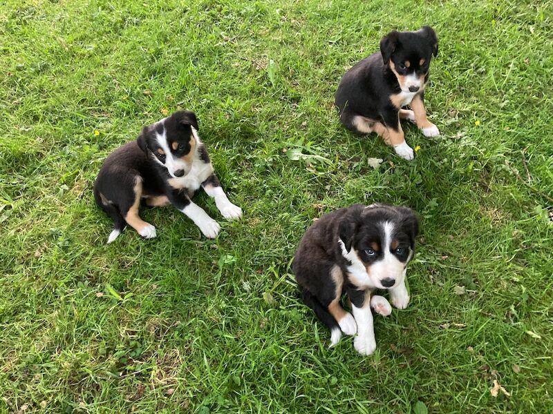2 Collie Puppies for sale - Image 2 of 3