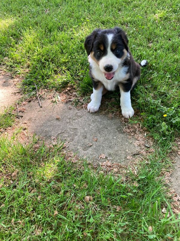 2 Collie Puppies for sale - Image 3 of 3