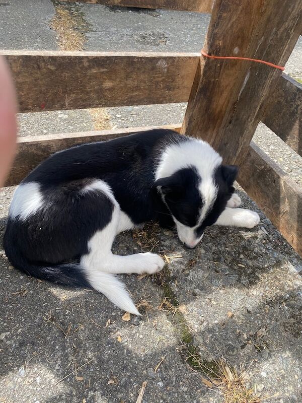Border Collie puppies for sale in Dunamanagh, County Tyrone – 10 weeks old