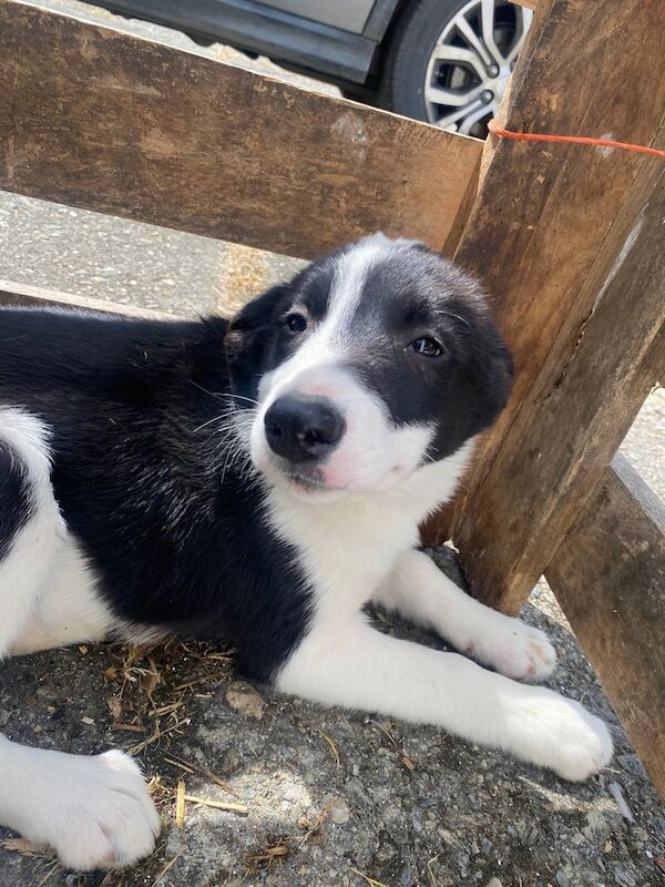 Border Collie puppies for sale in Dunamanagh, County Tyrone – 10 weeks old - Image 3 of 3