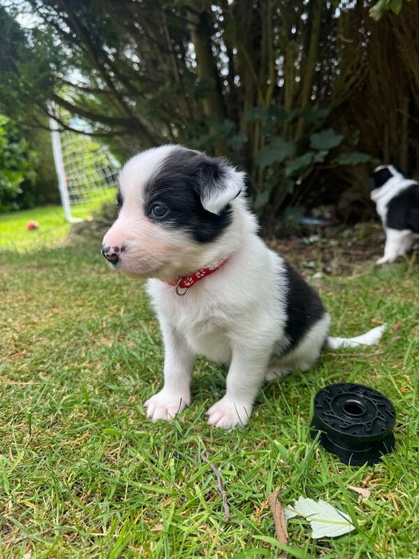 Border Collie puppies for sale in Ellon, Aberdeenshire – 4 weeks old
