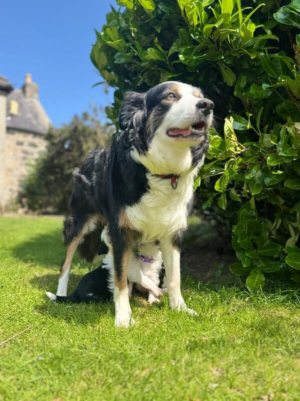 Border Collie puppies for sale in Ellon, Aberdeenshire – 4 weeks old - Image 2 of 3