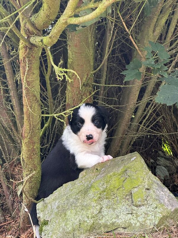 Border Collie puppies for sale in Ellon, Aberdeenshire – 4 weeks old - Image 3 of 3