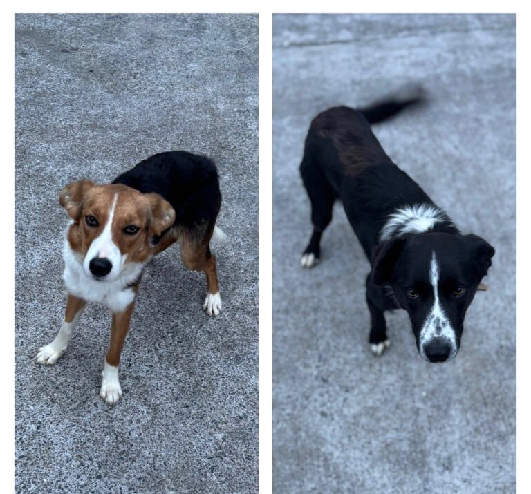 Border Collie puppies for sale in Armagh, County Armagh – 9 months old