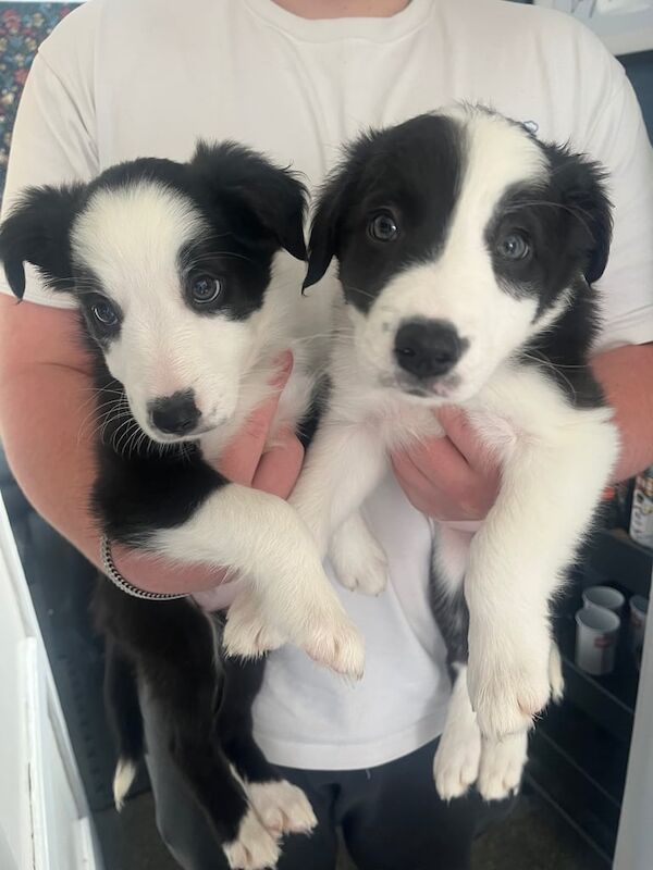 Border Collie puppies for sale in West Calder, West Lothian – 8 weeks old