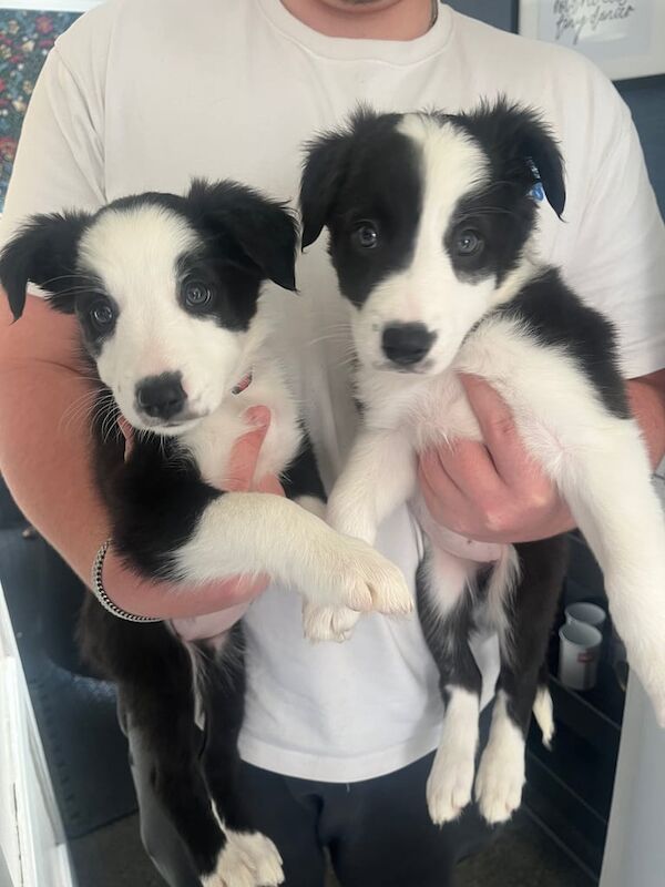 Border Collie puppies for sale in West Calder, West Lothian – 4 months old - Image 2 of 3