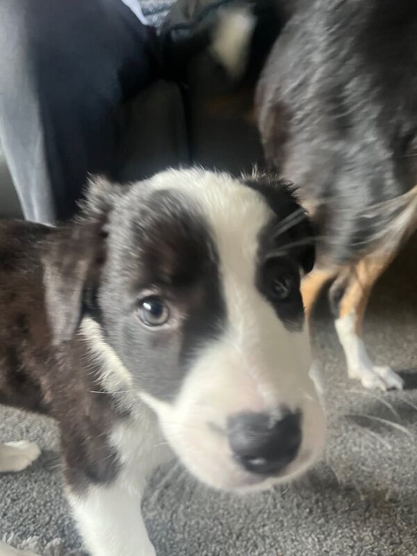 Border Collie puppies for sale in West Calder, West Lothian – 4 months old - Image 3 of 3