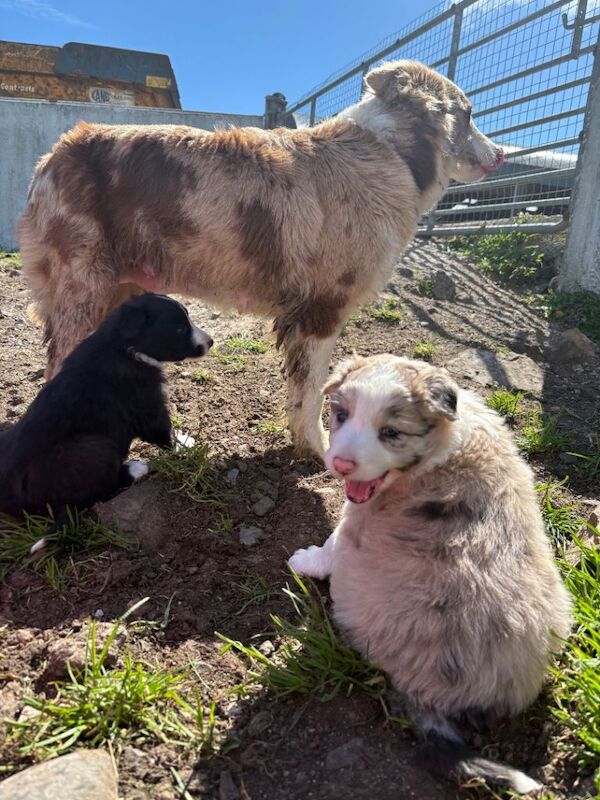 2 Merle collie pups for sale - Image 2 of 4