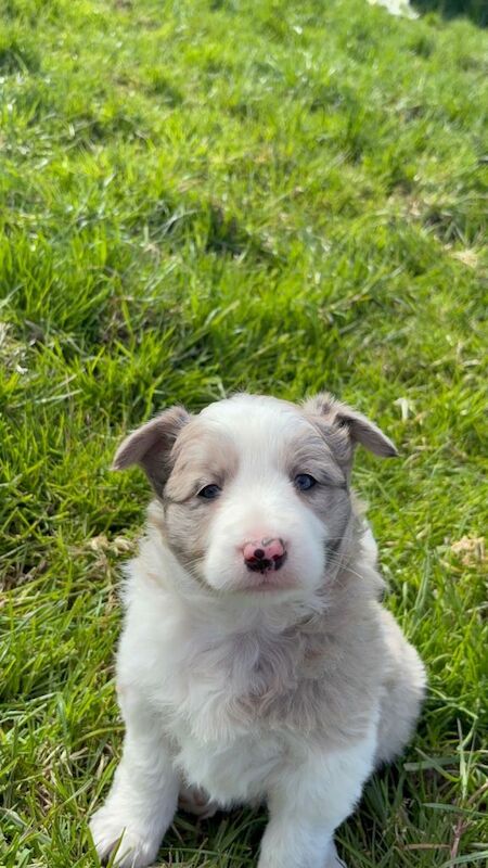 2 Merle collie pups for sale - Image 3 of 4