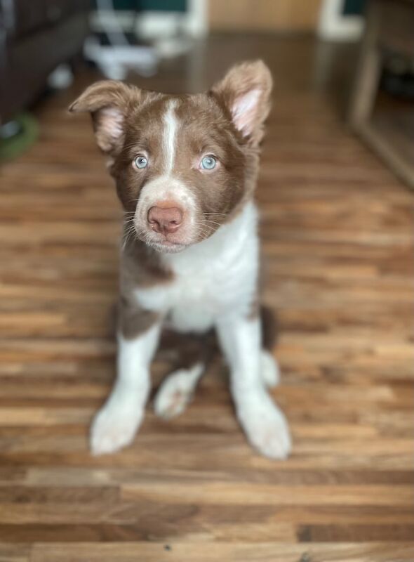 2 red and white border collie boys puppies for sale in Macduff, Banffshire