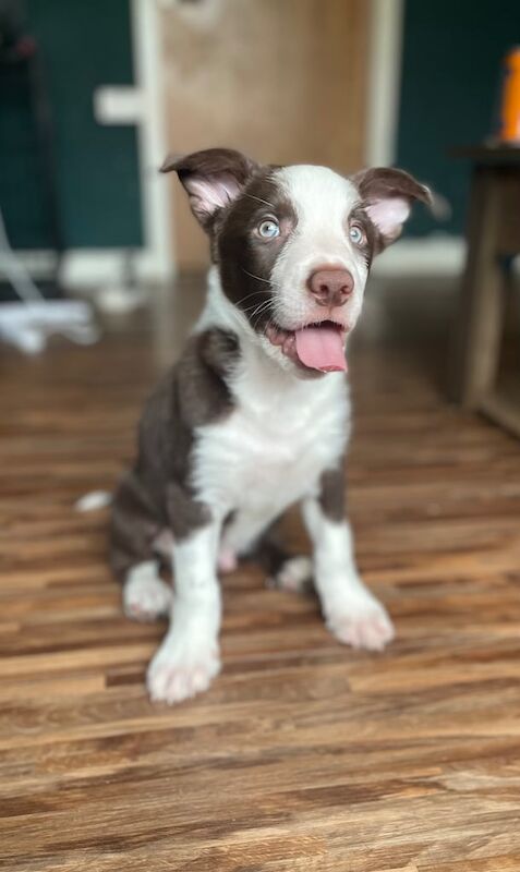 2 red and white border collie boys puppies for sale in Macduff, Banffshire | Image 2