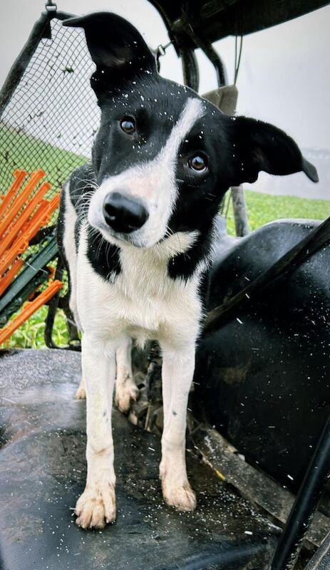 Border Collie puppies for sale in Dunamanagh, County Tyrone – 2 years old